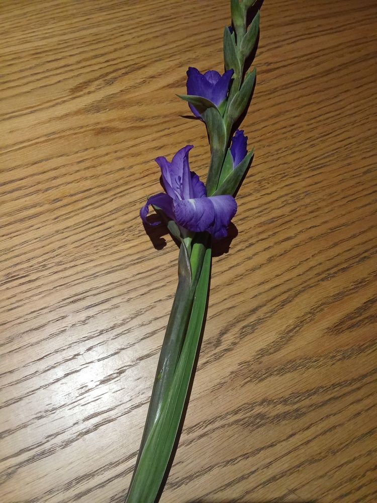 Photo #11344667