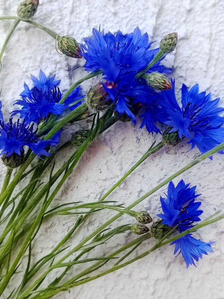 Photograph by Елена Пархоменко