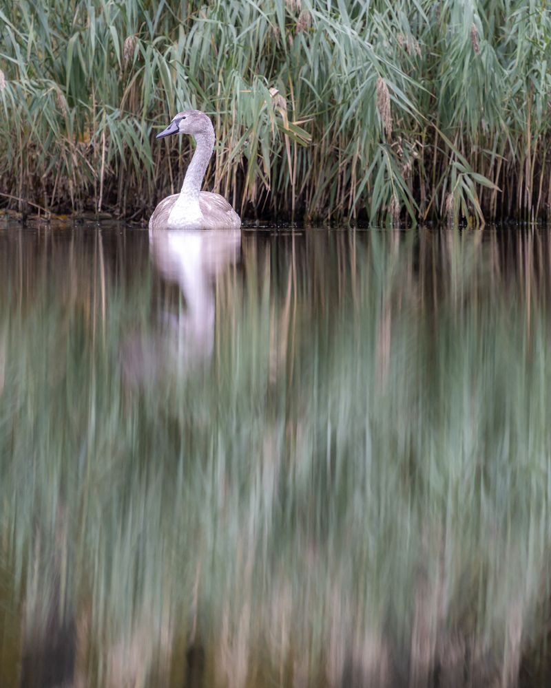 Photograph by Anton Leonchikov