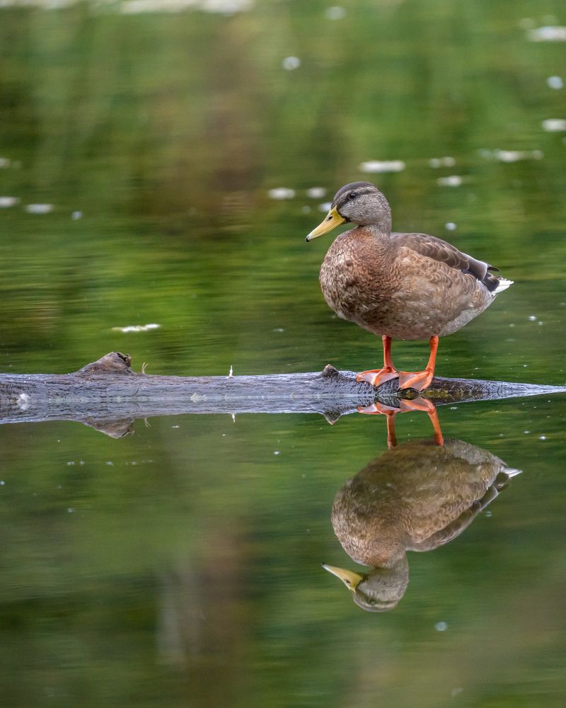 Photograph by Anton Leonchikov