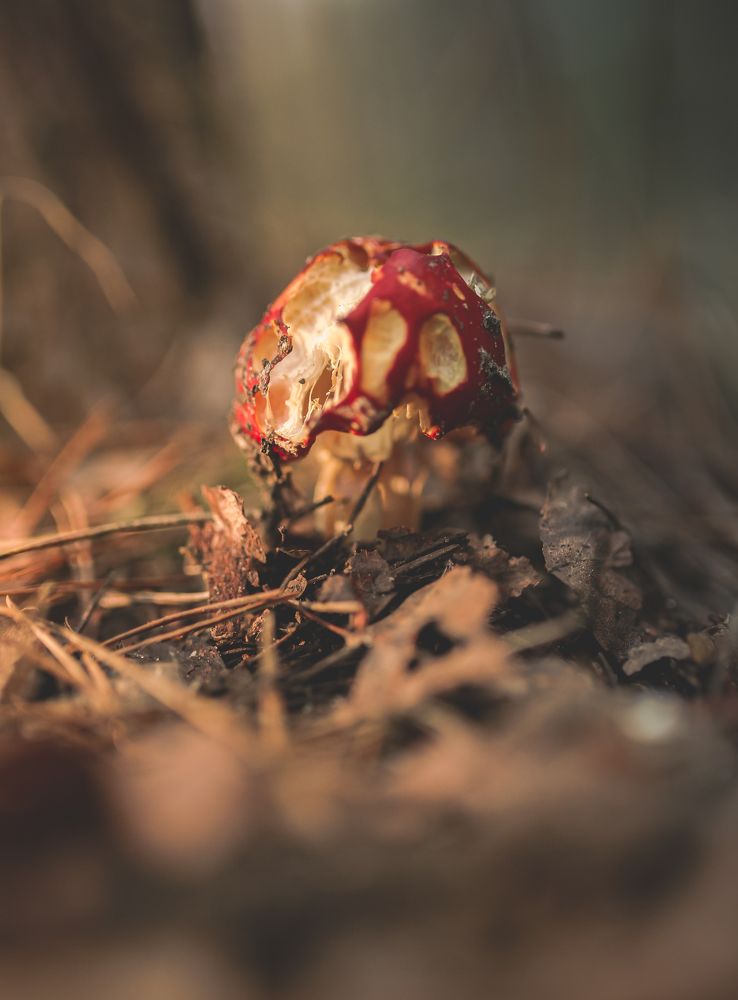 Photograph by Екатерина Колот