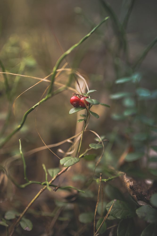 Photograph by Екатерина Колот