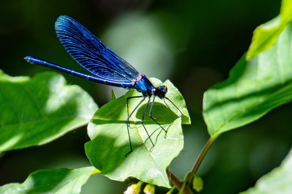 Фотография автора Олег Капуста