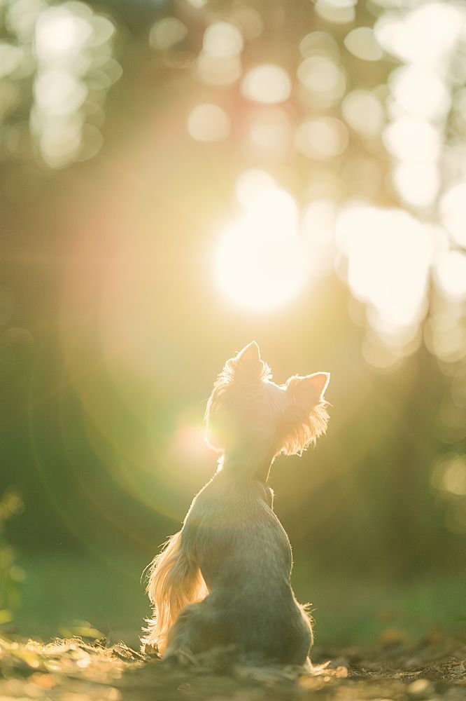 Фотография автора Анжелика