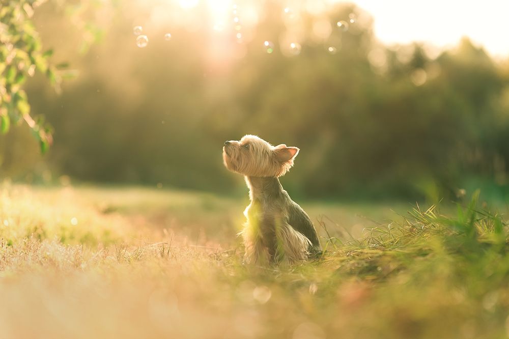 Фотография автора Анжелика