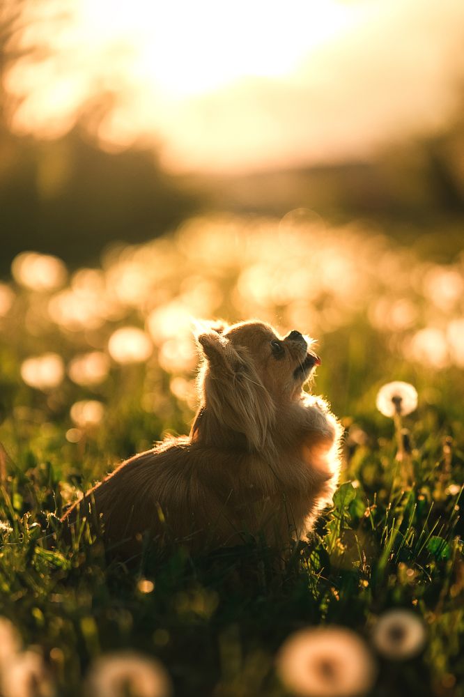 Фотография автора Анжелика