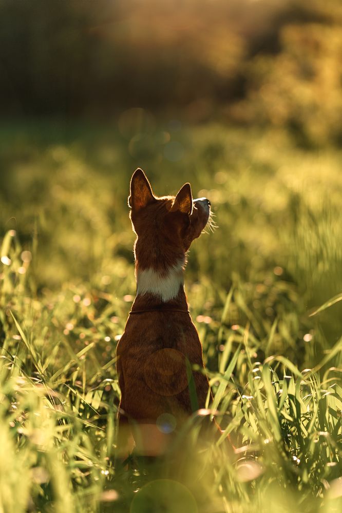 Фотография автора Анжелика