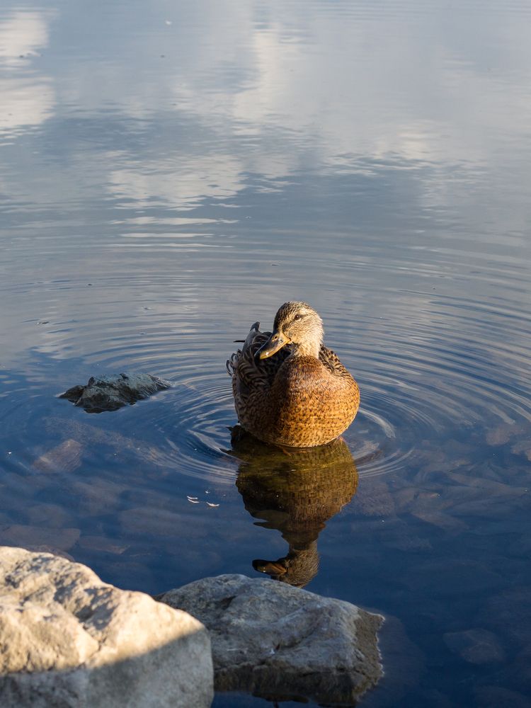 Фотография автора Дарья Рогозина