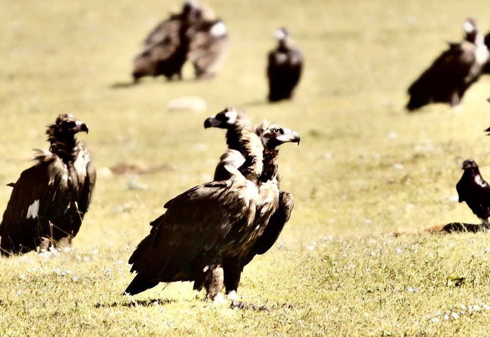 Photograph by Batsaikhan Badamdorj