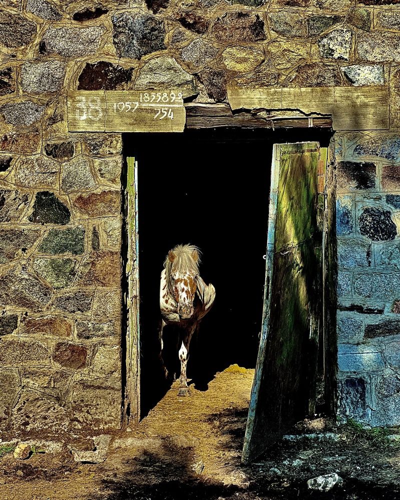 Photograph by Batsaikhan Badamdorj