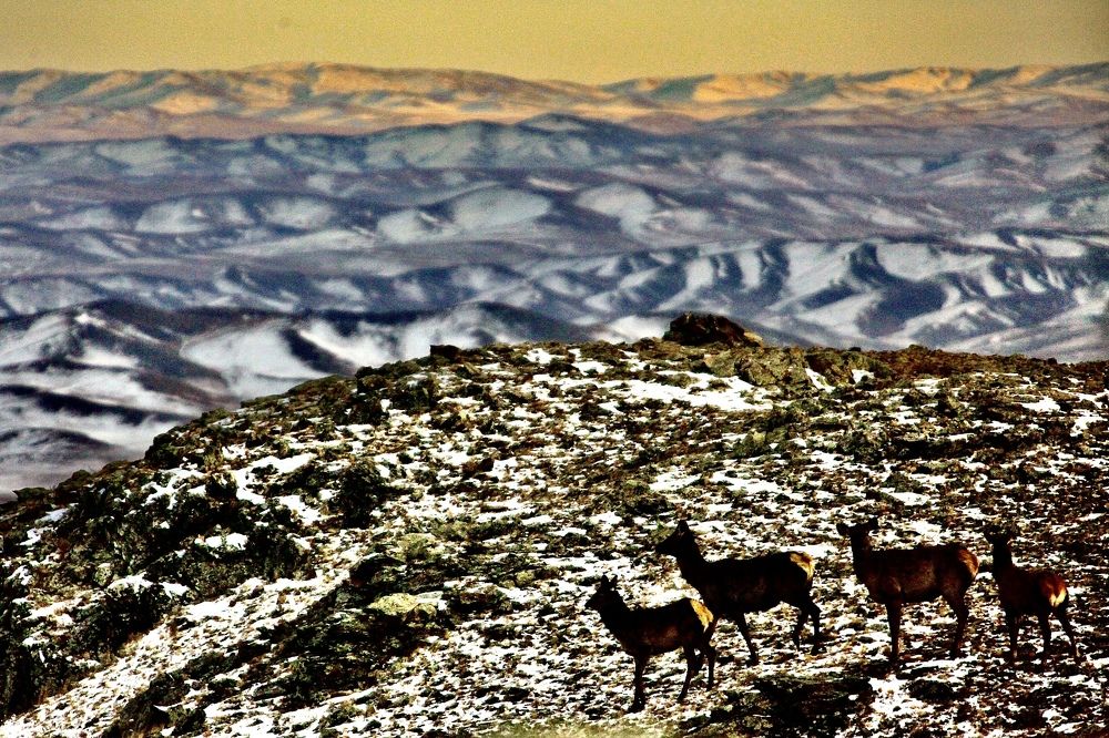 Photograph by Batsaikhan Badamdorj