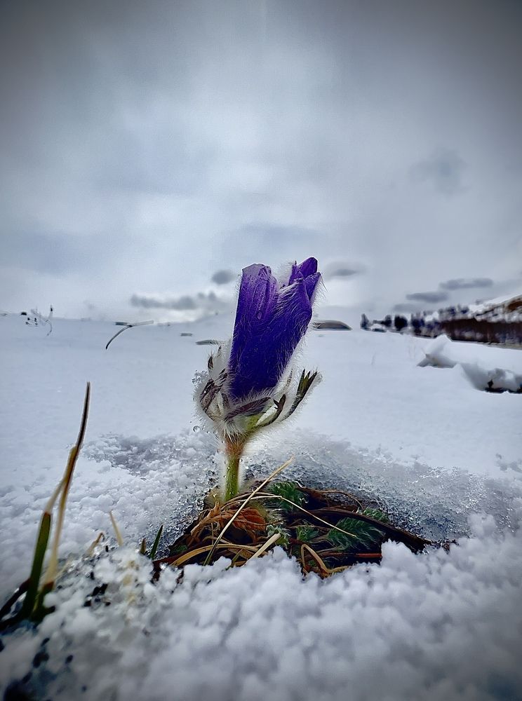 Photograph by Batsaikhan Badamdorj