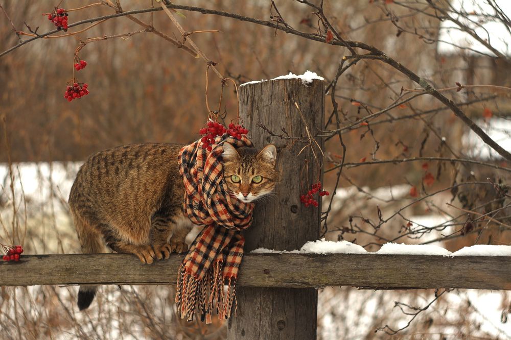 Ноябрь и кошка