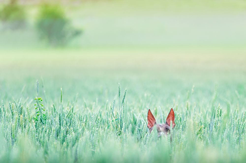 Photograph by Олег Гаричкин