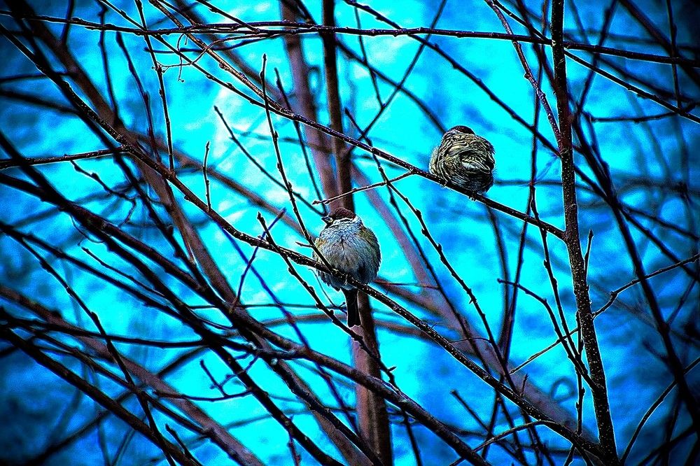 Photograph by Batsaikhan Badamdorj