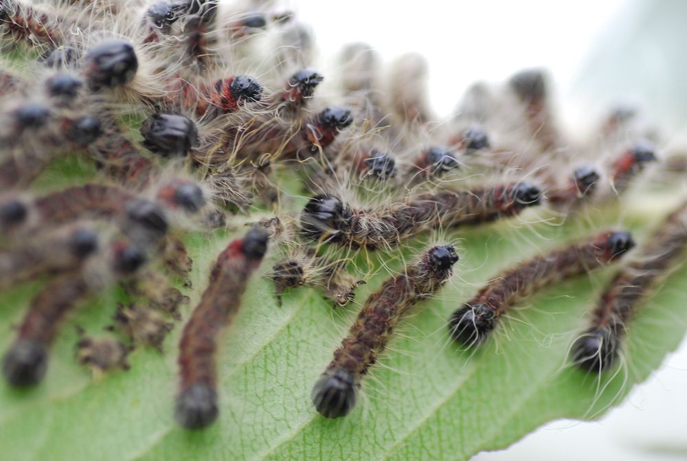 Photograph by Оксана Трофименко