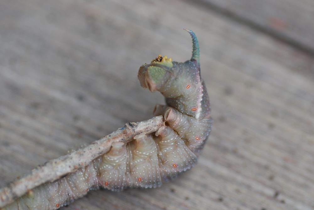 Photograph by Оксана Трофименко