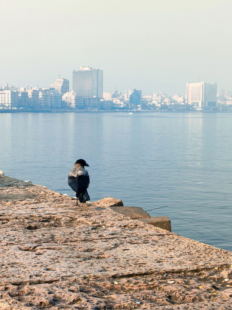 Фотография автора Sara Attia