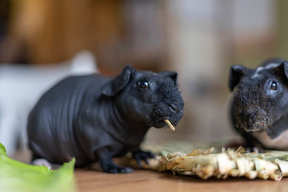 Фотография автора Алина Павлова