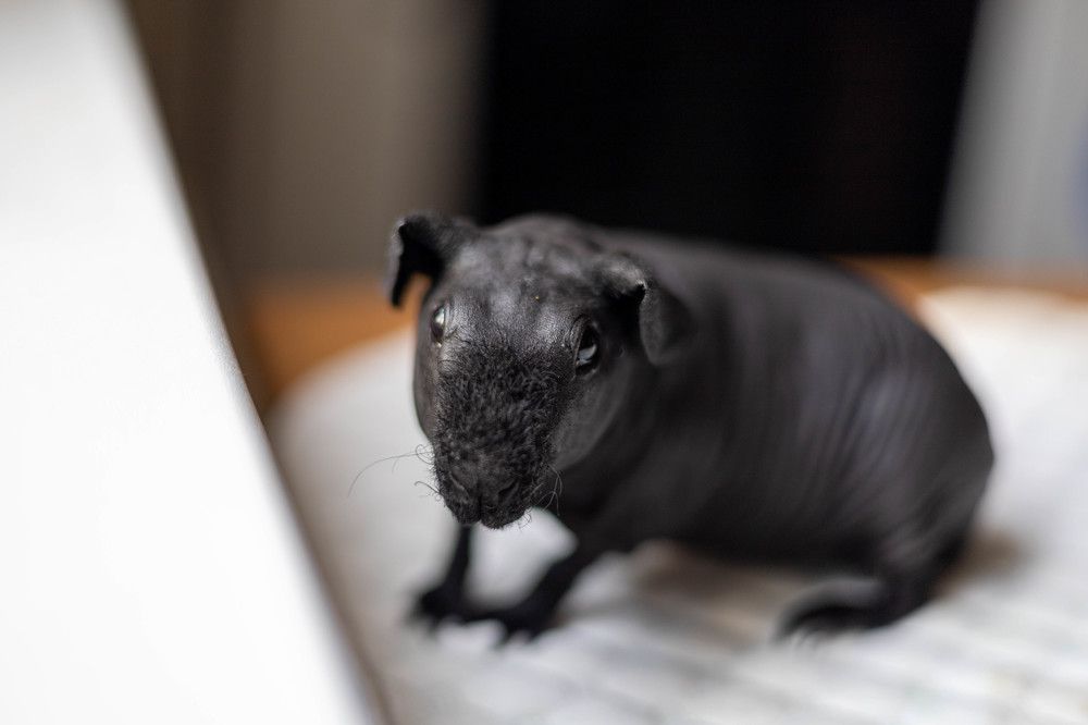 Фотография автора Алина Павлова