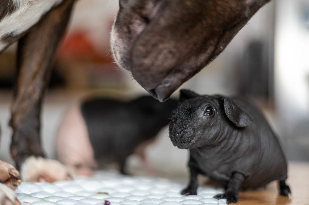 Фотография автора Алина Павлова