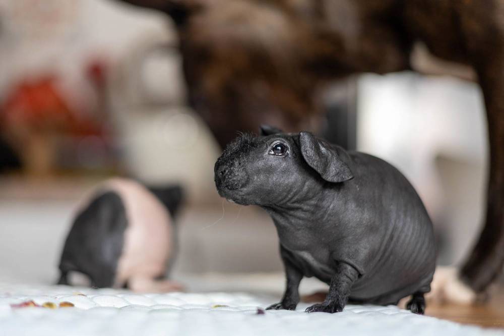 Фотография автора Алина Павлова