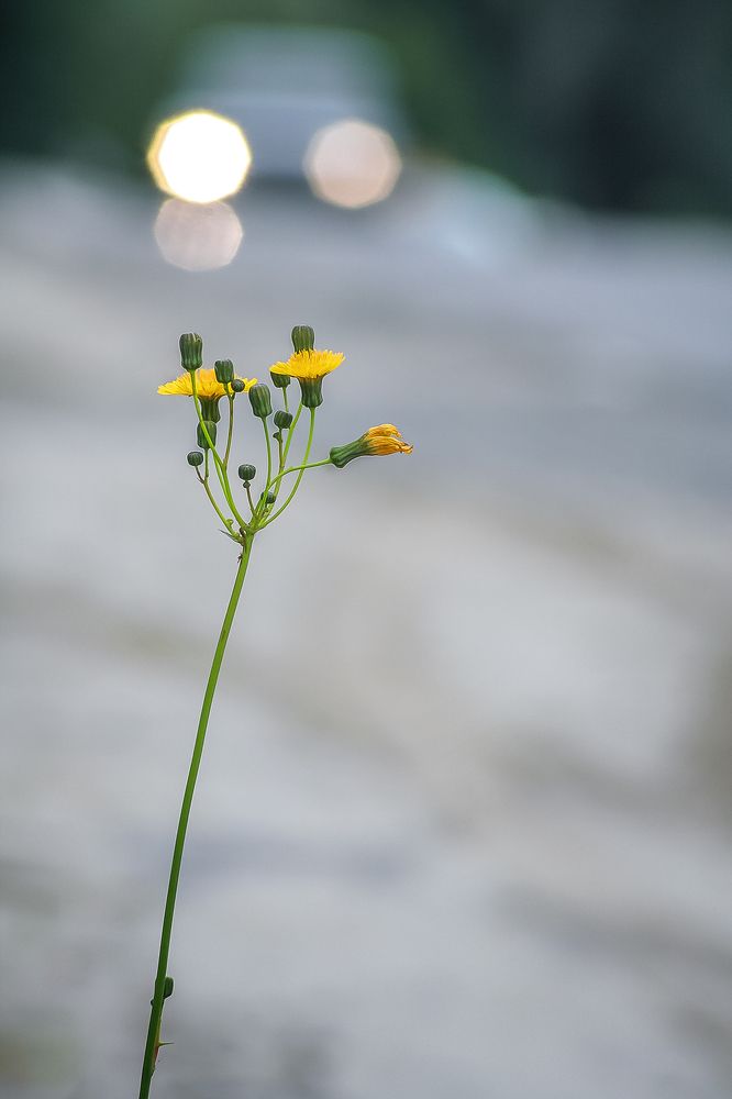 Photograph by Алексей Трифонов