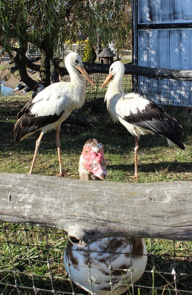 Фотография автора Татьяна Сычёва