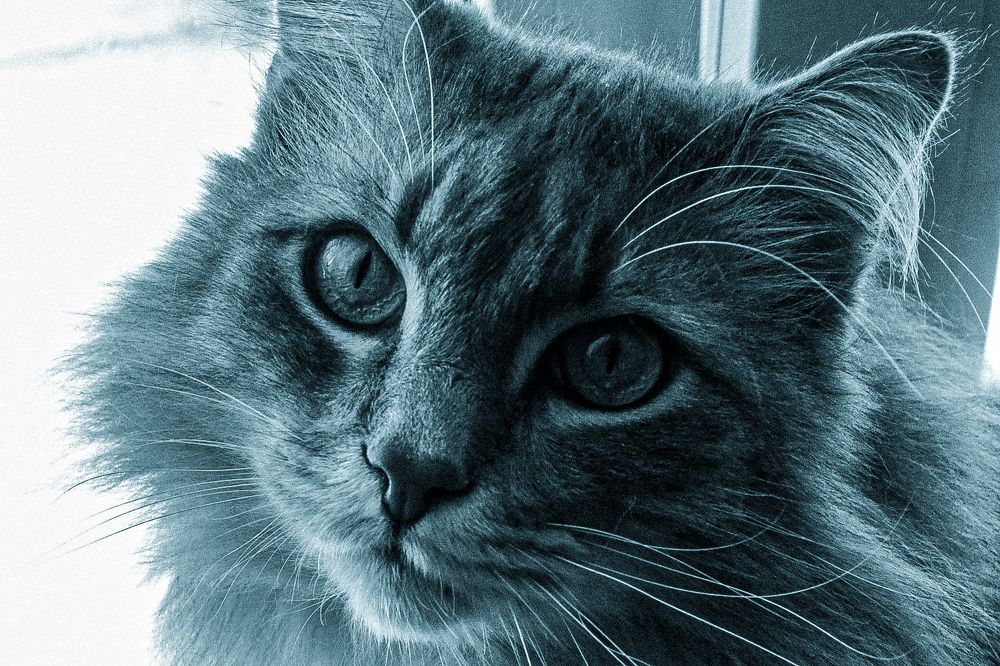 Photograph by Савелий Канцедал