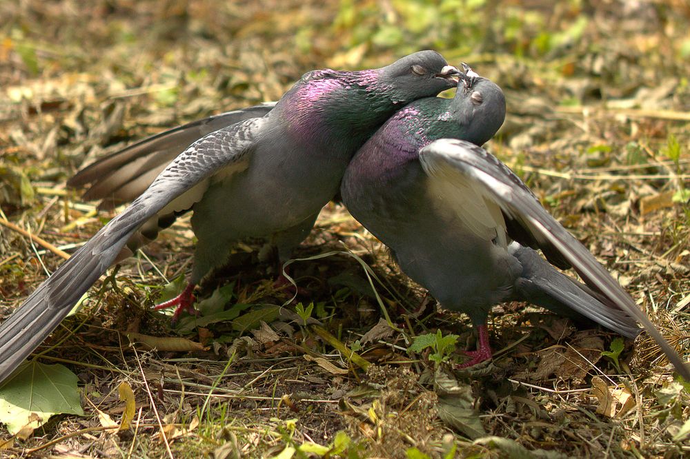 Битва за даму.