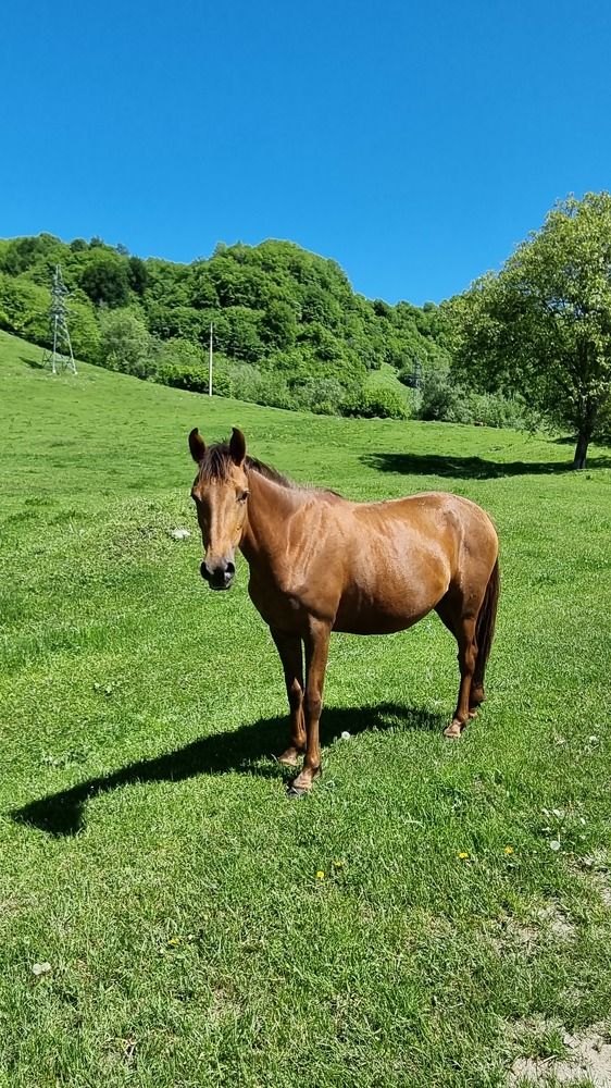 Привет, лошадка!