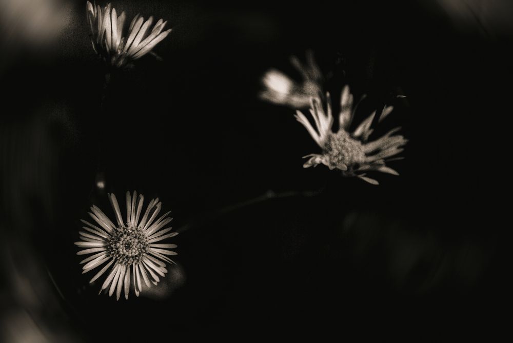 Photograph by Анна Берневик