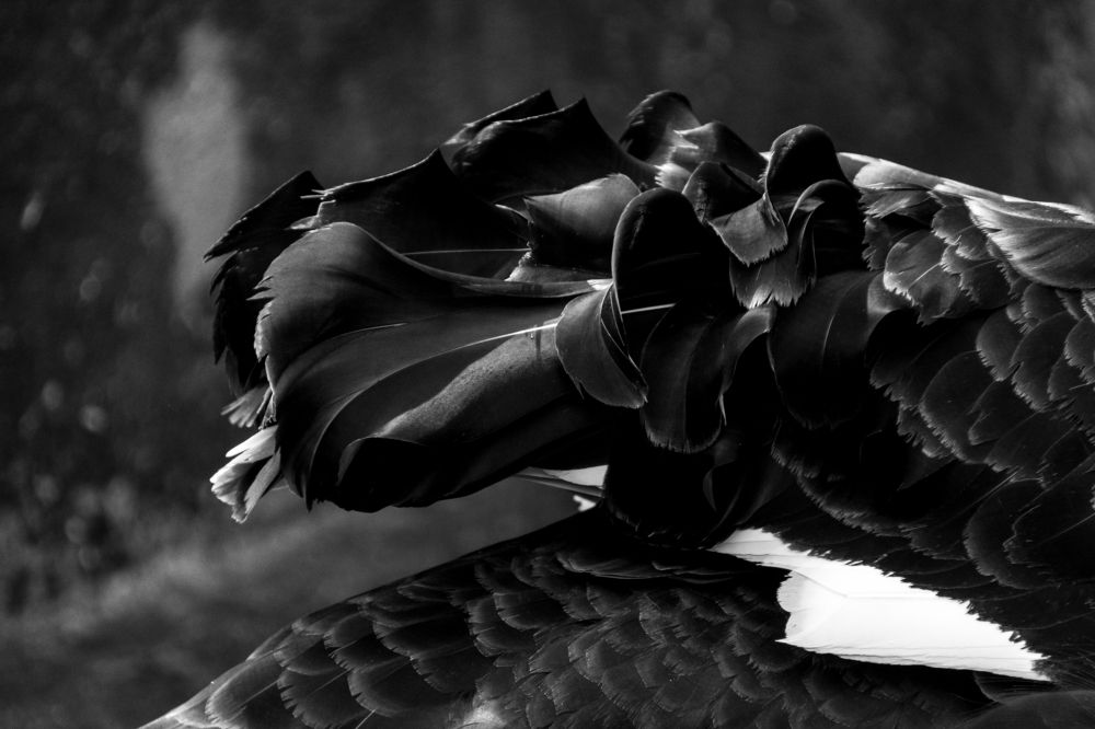 Photograph by Анастасия Лученок