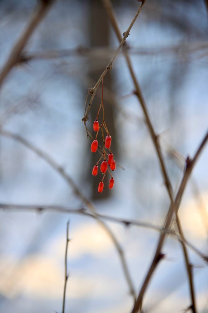 Photograph by Елена Шелуханова