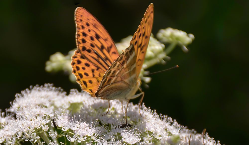 Photograph by Oleksandr Podust