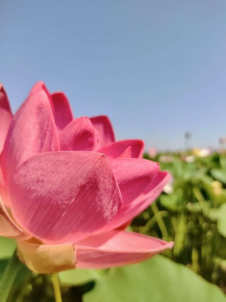 Photograph by Елена Шелуханова