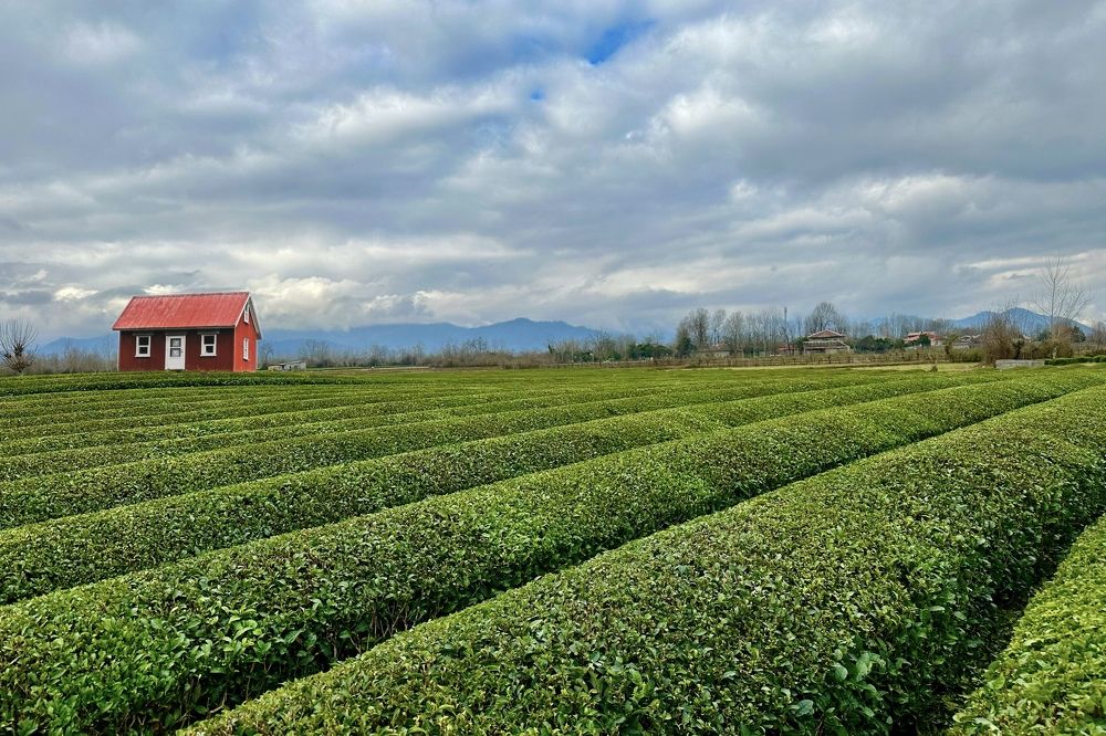 Tea bagh