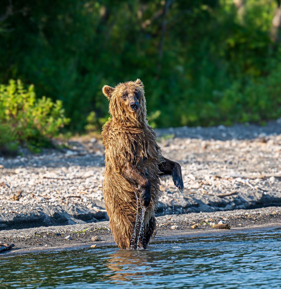 Мишка косолапый.