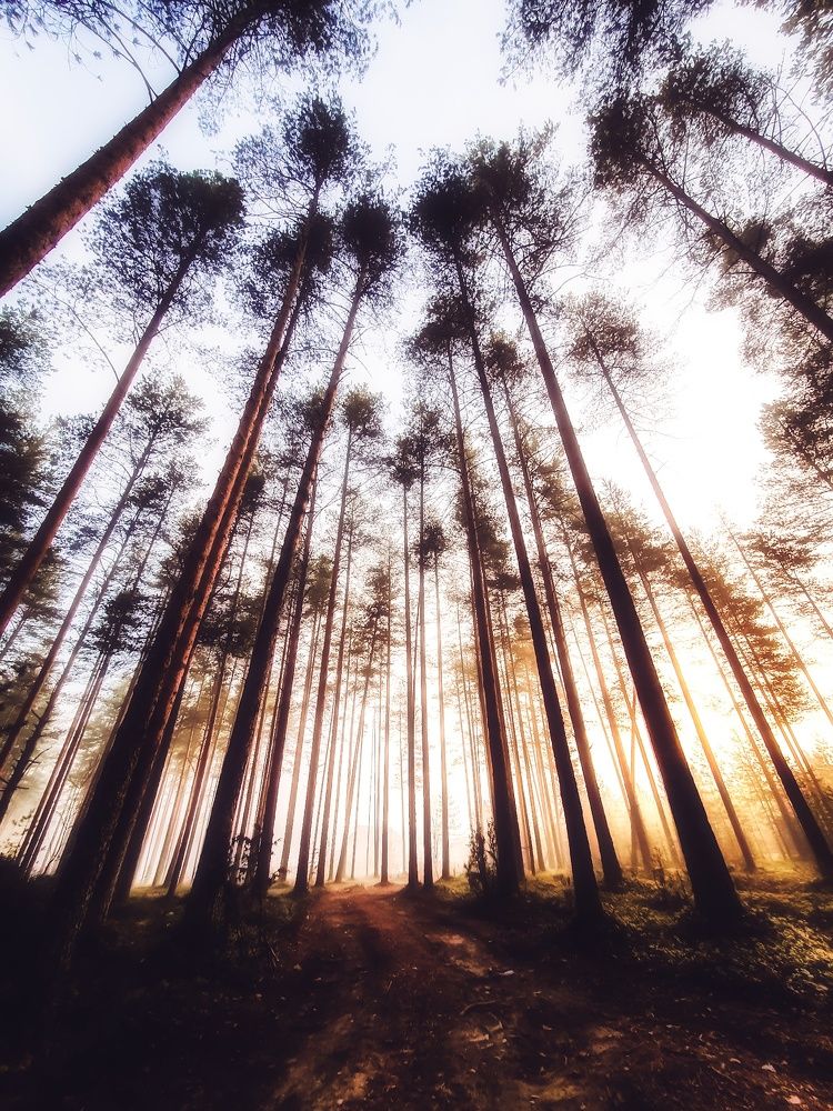 Photograph by Сергей Никифоров