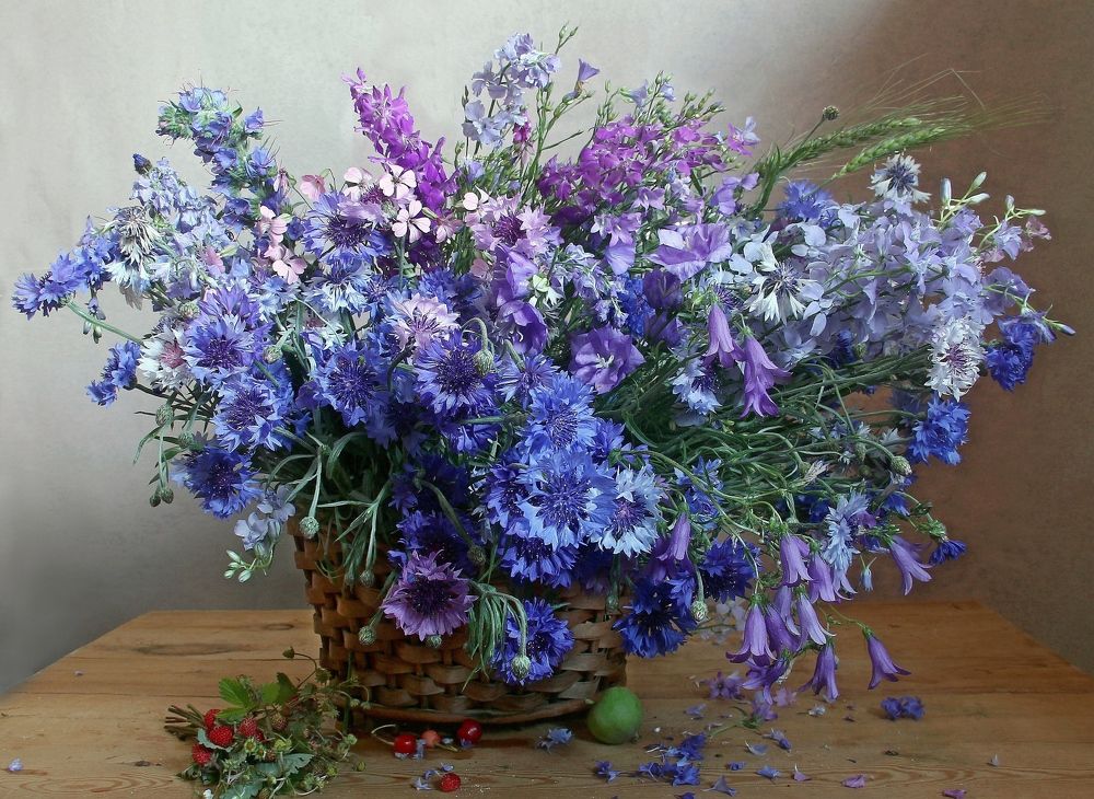 Васильки, васильки...