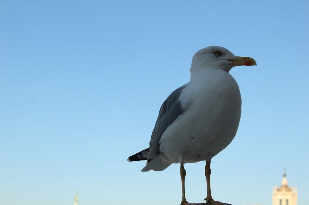 Photograph by Iryna Shyshkina