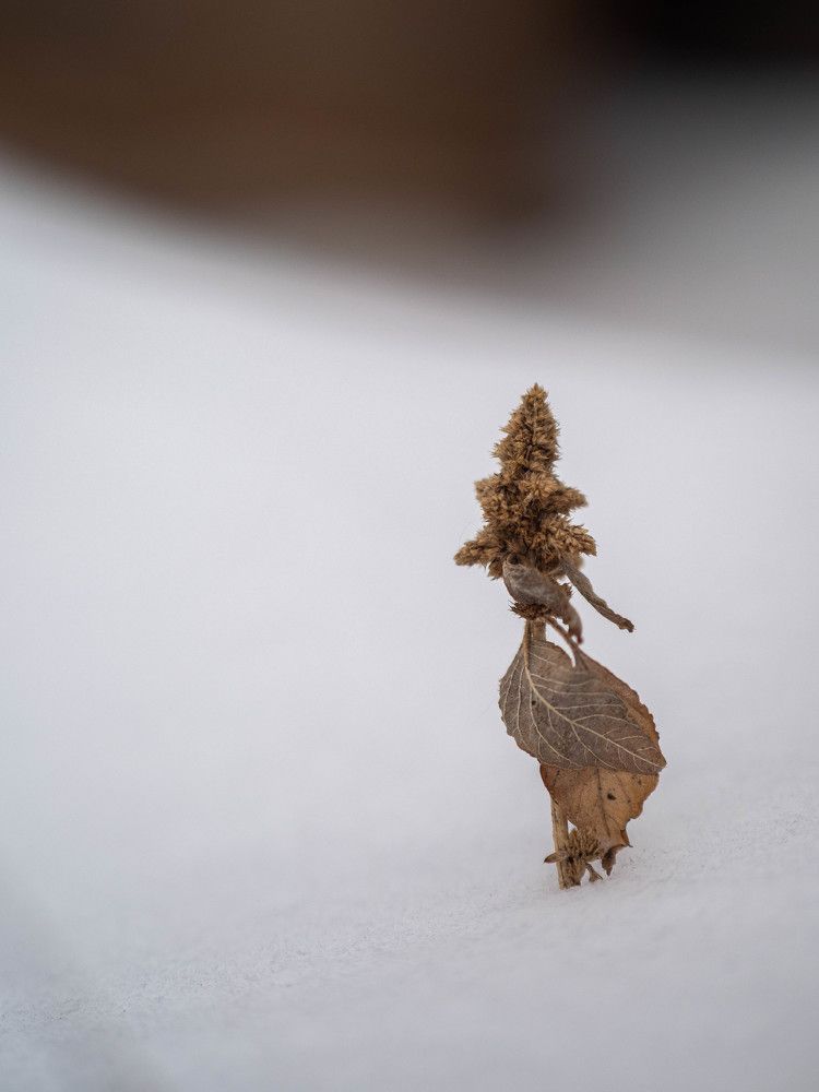 Фотография автора Доляна Ашкова