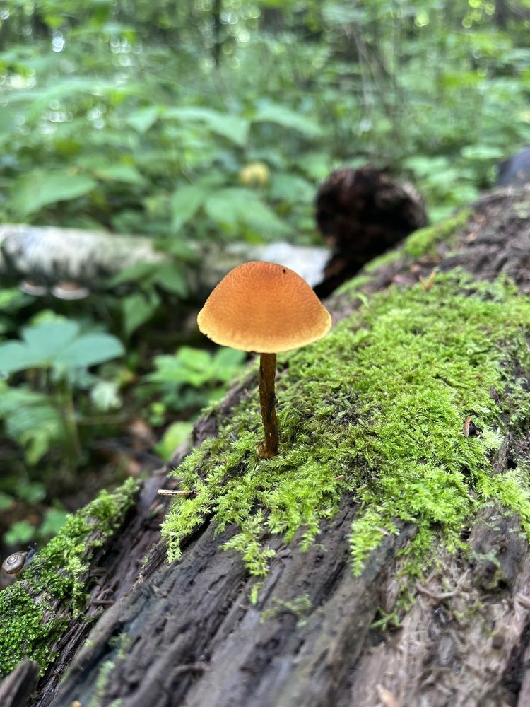 Photograph by Евгения Лазарева