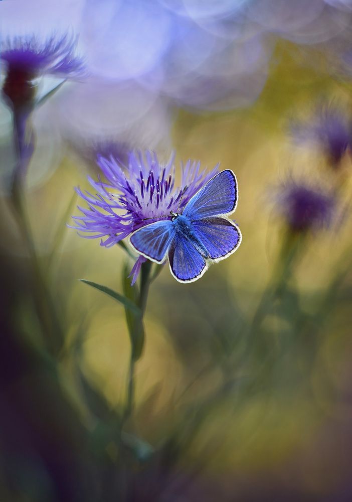 Photograph by S. Dana