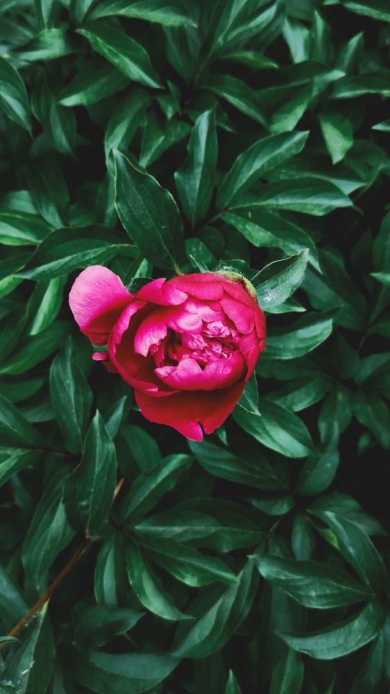 Фотография автора Анна Морозова