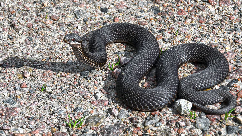 Чёрная гадюка