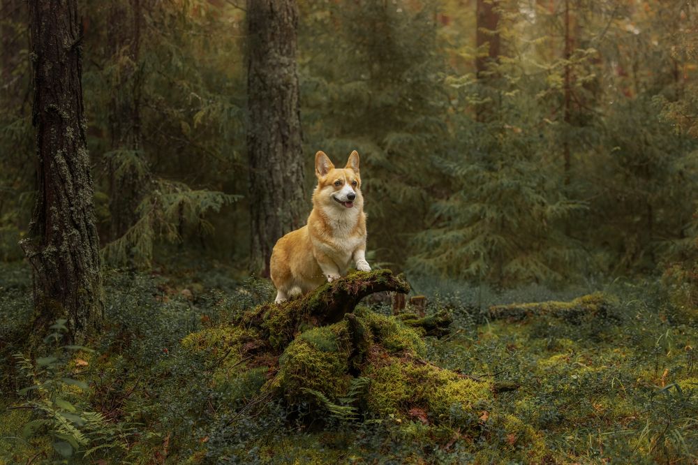 Photograph by Татьяна Тихомирова