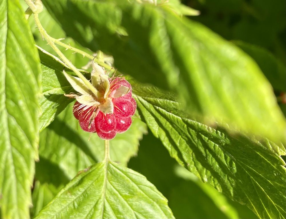 Photograph by Татьяна Раковская