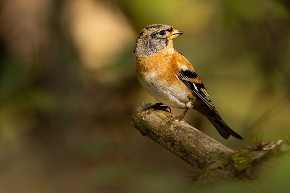 Photograph by Белов Александр