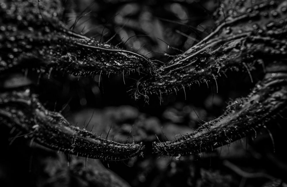 Фотография автора Laddu Sasindu Pramuditha De Silva